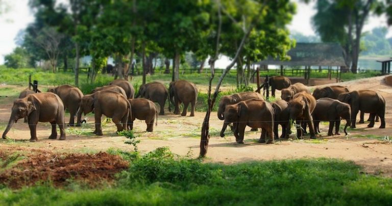 Le parc national de Yala Sri-Lanka